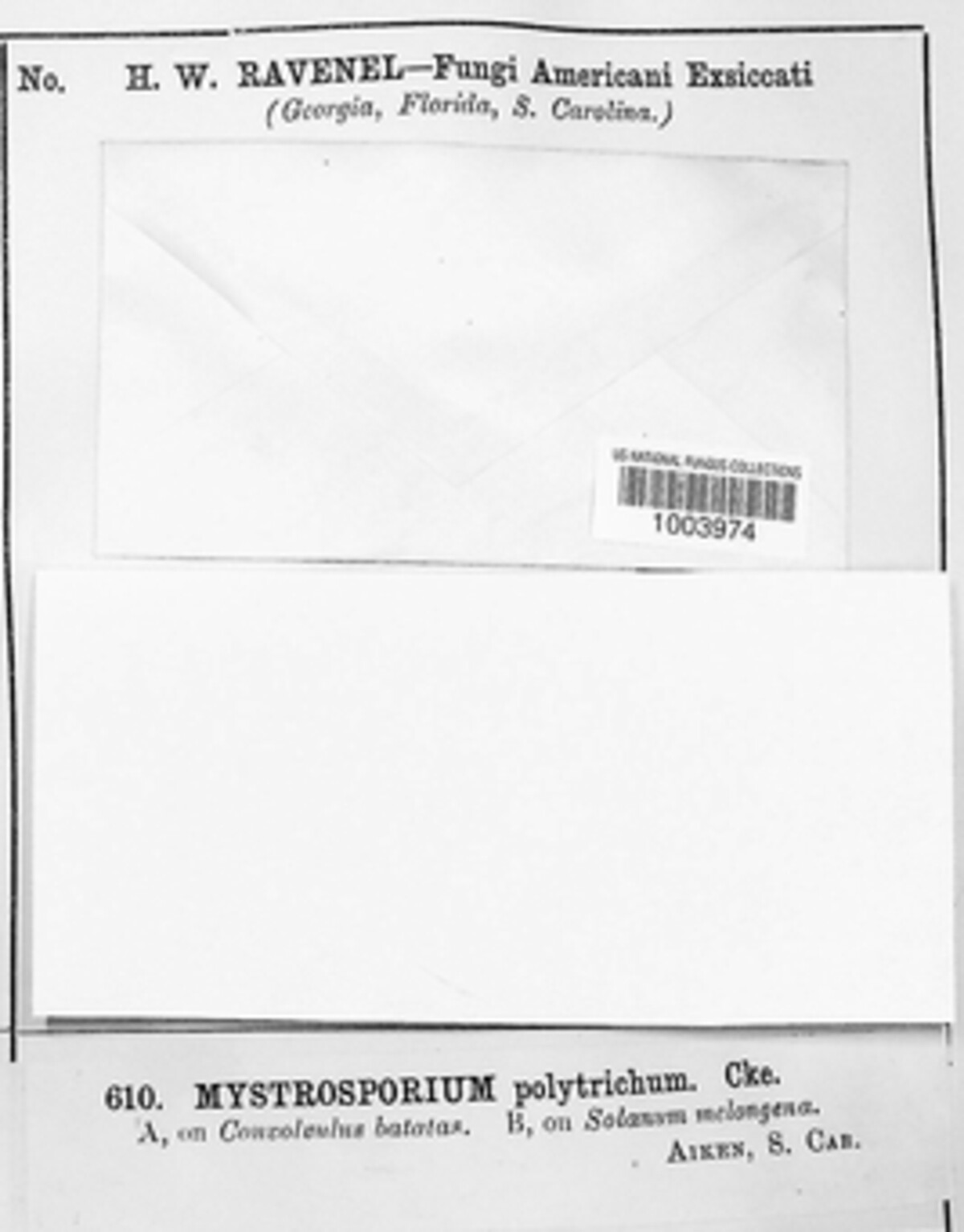 Mystrosporium polytrichum image